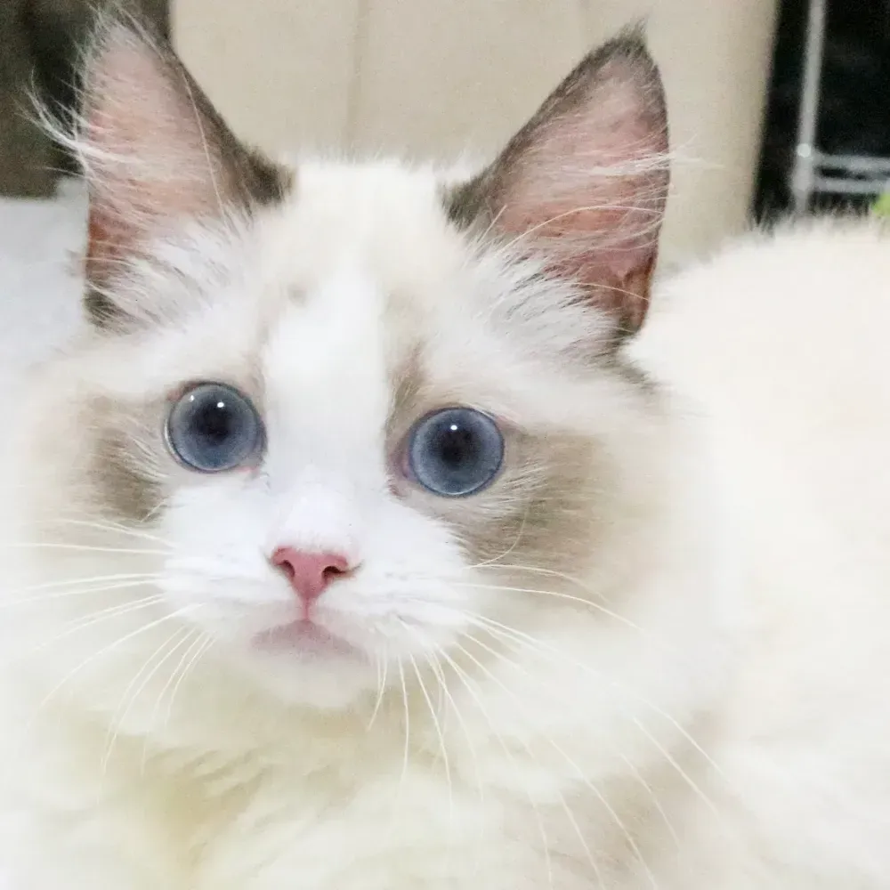 「究極ガイド」猫 ブリーダー 府中 で理想の子猫と出会う！絶対後悔しない選び方と注意点【保存版】